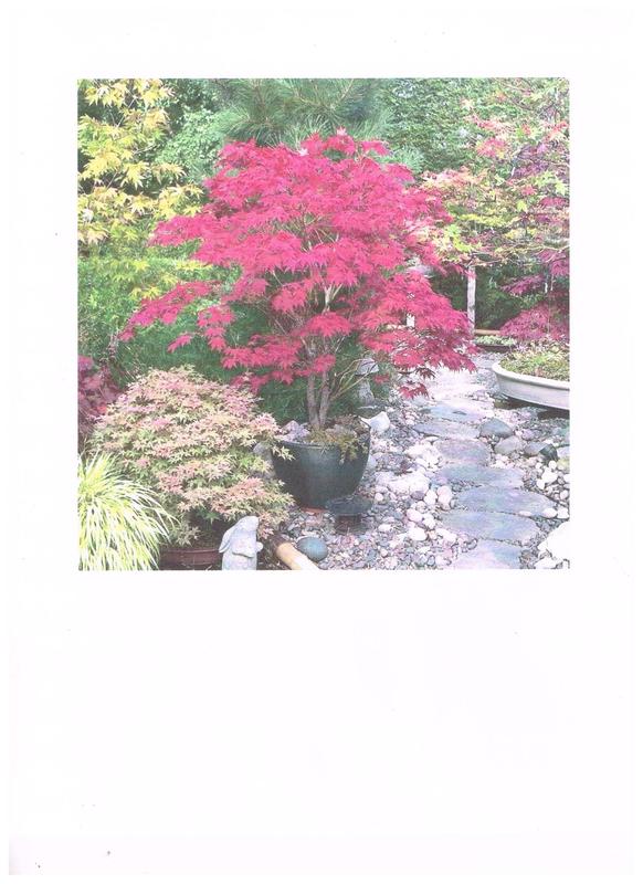 Brighter Blooms 2.06-Quart Feature Red Japanese Maple Tree In Pot