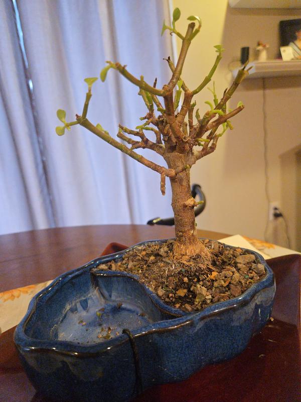 Brussel's Bonsai Dwarf Jade In Zen Pot House Plant in 1-in Planter