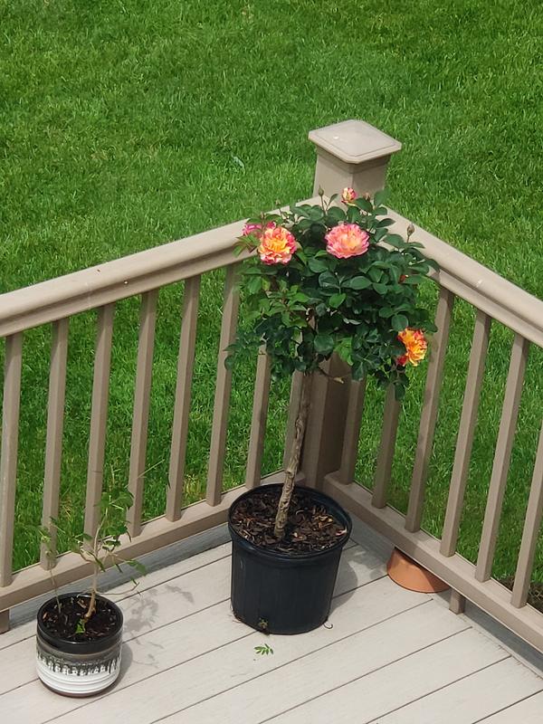 Lowe's Multicolor Rose Flowering Shrub in 3.58-Gallon Pot 5328532 at ...