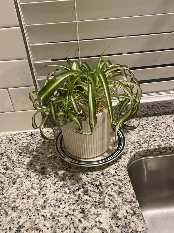 Greendigs Spider Plant House Plant in 5-in Pot in the House Plants  department at Lowes.com