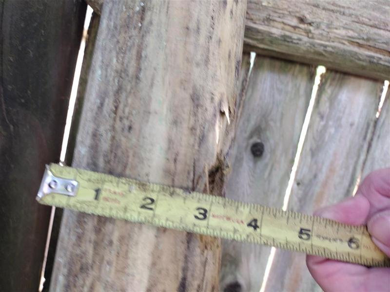Severe Weather 4-in x 4-in x 8-ft Pressure Treated Spruce Pine Fir ...