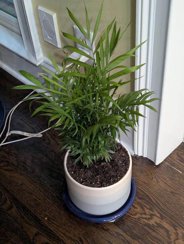 United Nursery Green Parlor Palm House Plant in 6-in Pot 72383 at Lowes.com