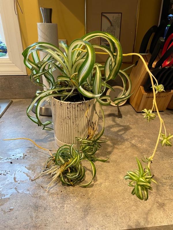 15+ Spider Plant Lowe'S