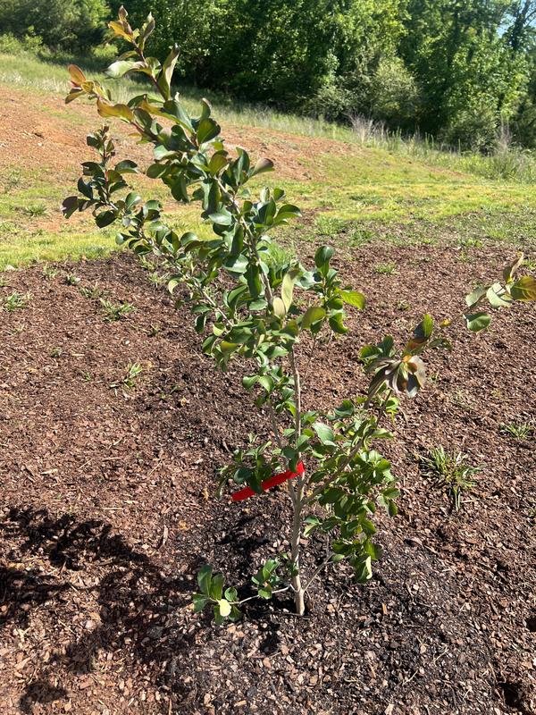First Editions Red Flowering Ruffled Red Magic Crape Myrtle In Pot ...
