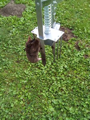 OAK HILL UNLIMITED Easy Mole Trap - Kill Moles Safely & Naturally, Galvanized Steel, Outdoor Use, Safer for Plants & Pets, 1 Count