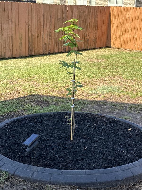 Southern Planters 5-Gallons Red Shade Sunset Red Maple In Pot (With ...