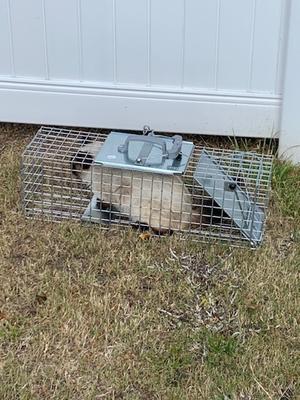 Havahart Galvanized Steel 17 In. Live Squirrel Trap - Mt. Sinai