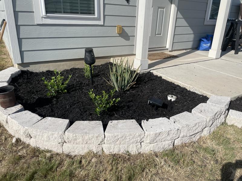 Altman Plants Japanese Boxwood Foundation/Hedge Shrub in 2.5-Quart