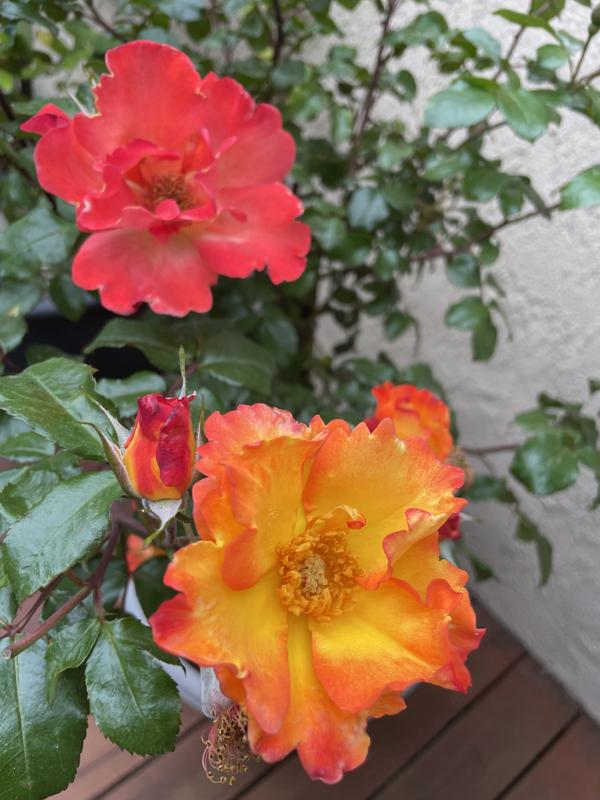Lowe's Multicolor Rose Flowering Shrub in 2.25-Gallon Pot 5328522 at ...