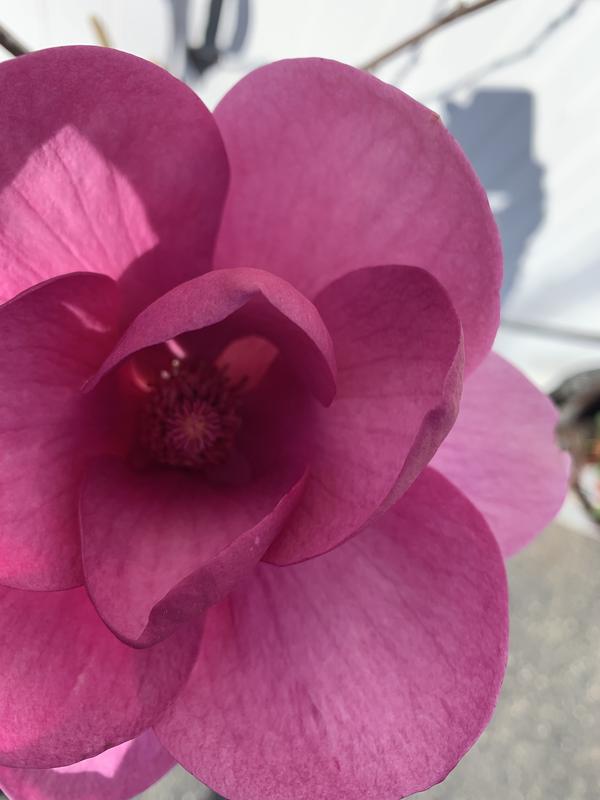 Magnoliarose Monrovia Pink Flowering Black Tulip Magnolia Ppaf In Pot