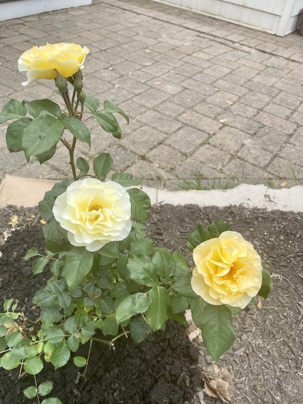 Lowe's Yellow High Voltage Rose 2 -Gallon 1 -Pack in Pot in the Roses ...