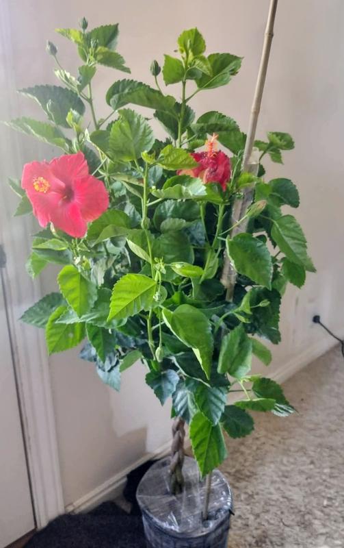 money tree genetics Huge Money Tree main image 0