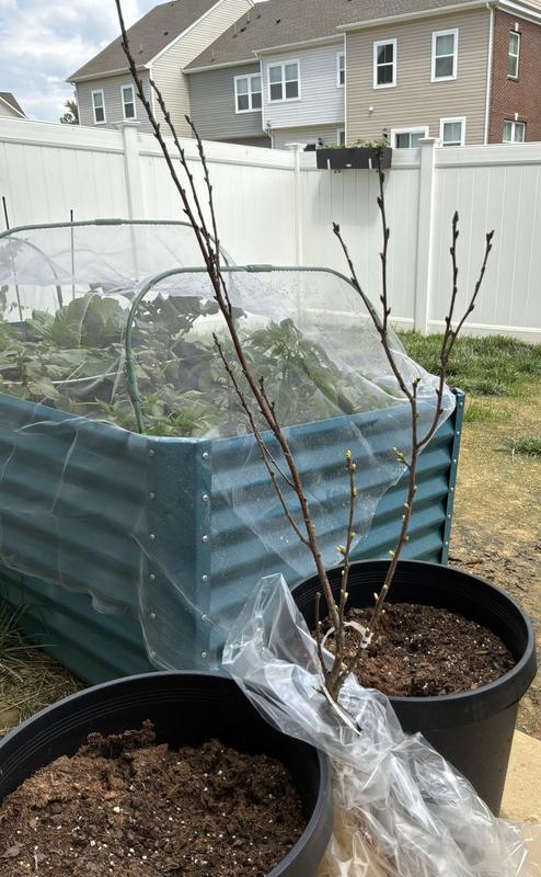 Gurney's Seed and Nursery Dwarf Carmine Jewel Bush Cherry Tree