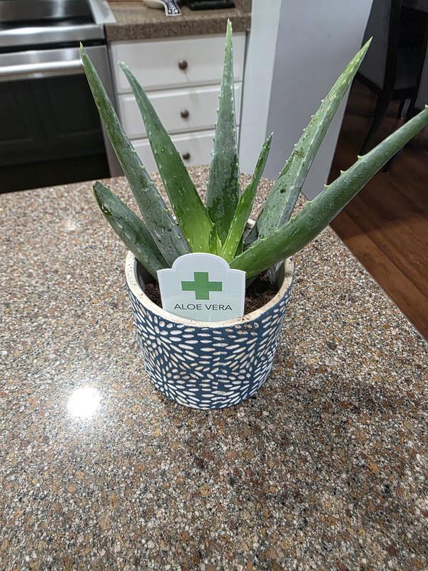 billerbeck aloe vera Billerbeck Basic Supra Kissen – Aloe Vera Veredelung main image 1