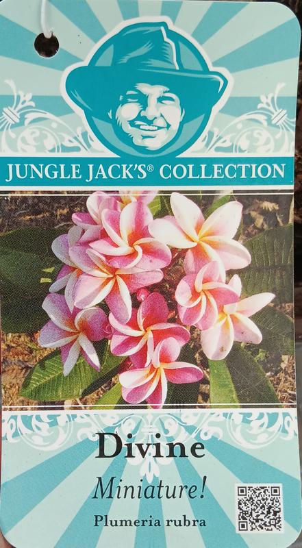 Lowe's Plumeria Shrub in 1 -Quart Pot with Multicolor Blooms