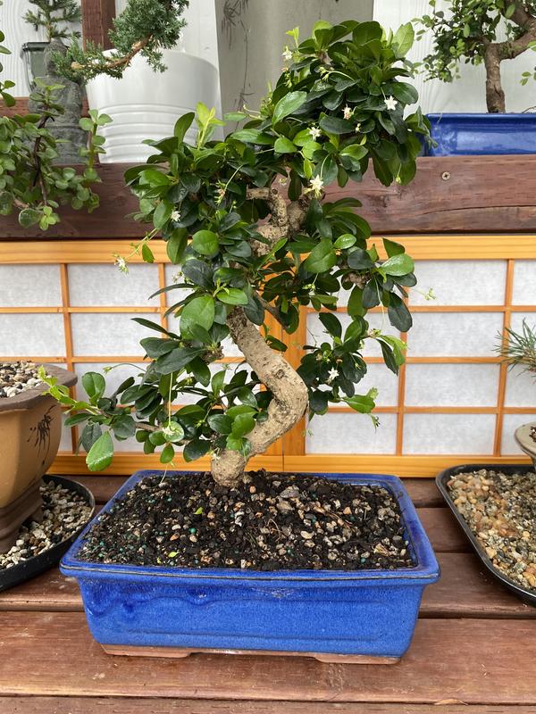 Brussel's Bonsai 12-in White Feature Fukien Tea In Pot (With