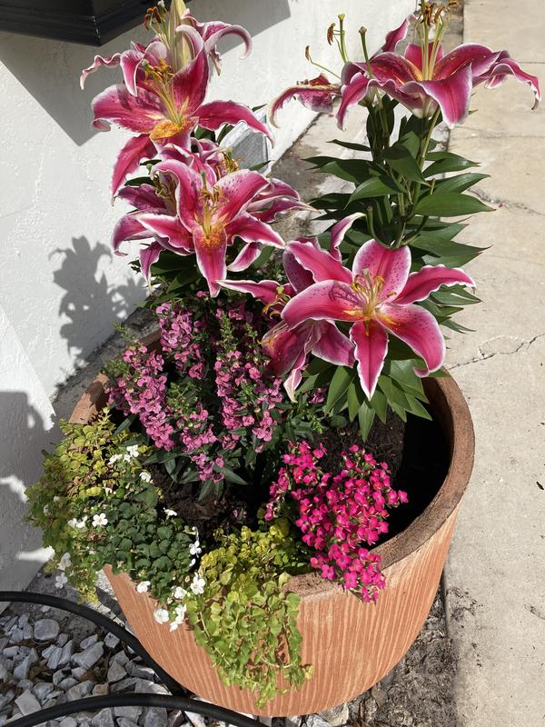 Monrovia Multicolor Oriental Lily Plant in 1-Gallon Pot NURSERY at