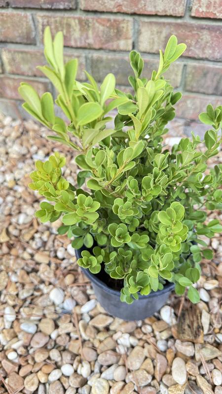 【希少品】 W.E. Hill & Sons あご当て Boxwood Altman Plants Japanese Boxwood Foundation/Hedge Shrub in 2.5