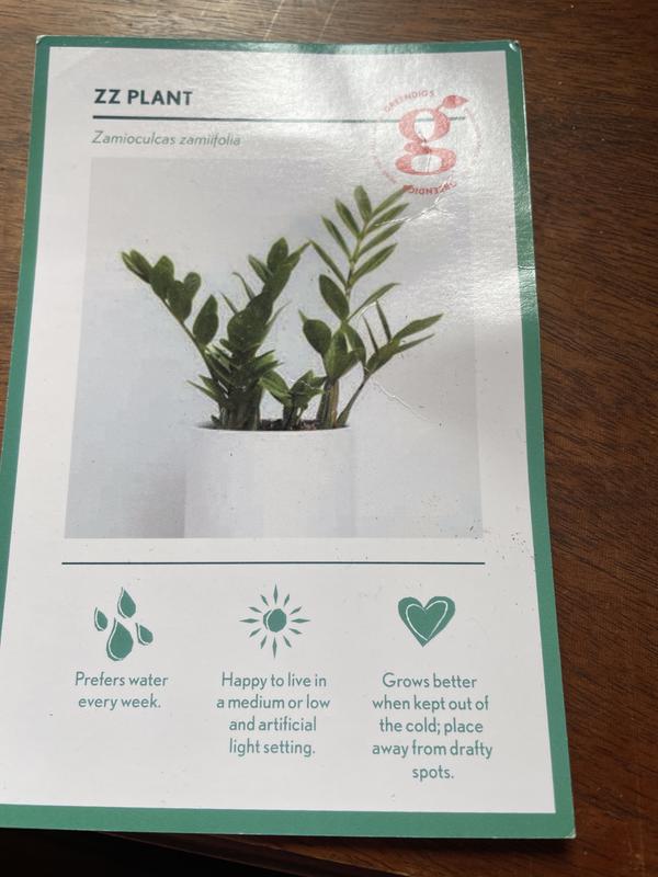 Greendigs Zz Plant House Plant in 7-in Pot VB25004 at Lowes.com