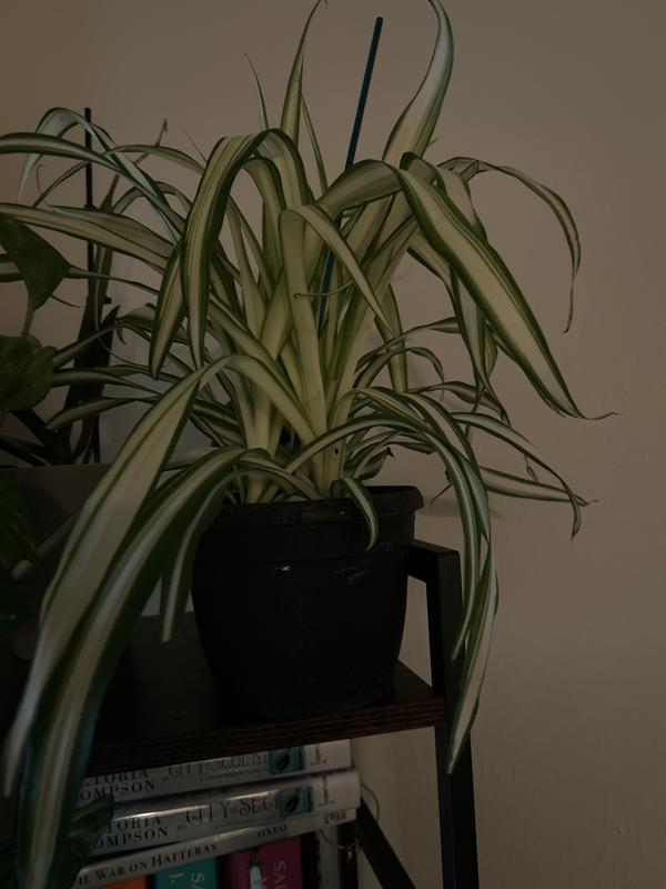 Altman Plants Spider Plant House Plant in 1.3-Quart Hanging Basket 0872794  at Lowes.com