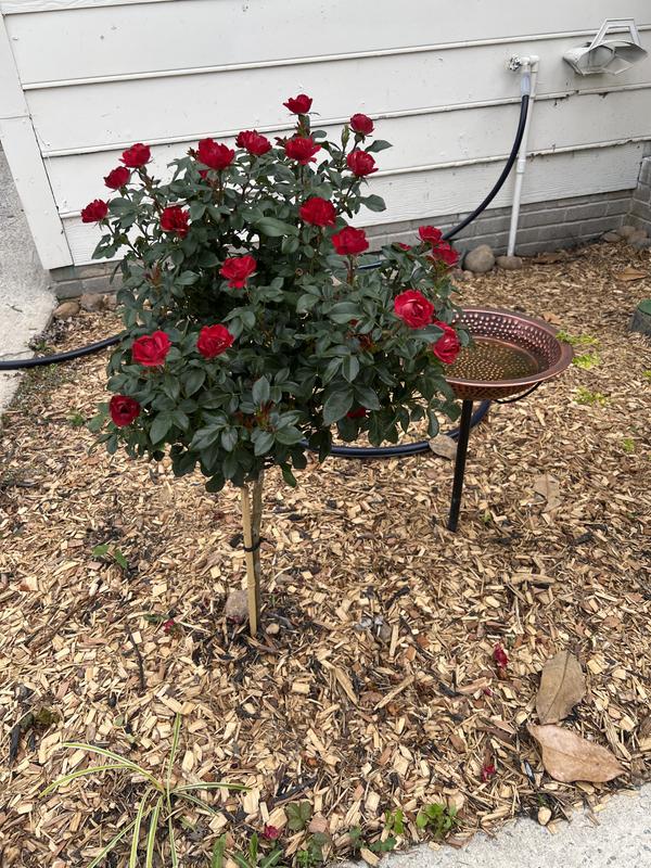 Lowe's Red Miniature Rose 2 -Gallon 1 -Pack in Pot in the Roses ...