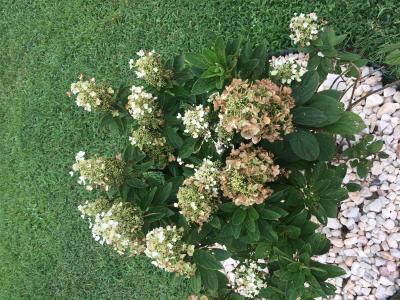 Baby Lace Panicle Hydrangea Hydrangea paniculata 'Piihp-1' BABY LACE®