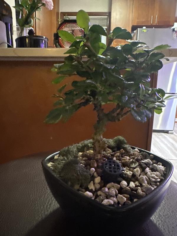 Costa Farms Bonsai Ficus Fukien Tea House Plant in 6-in Pot CO.MDBONFT.1.CR  at Lowes.com