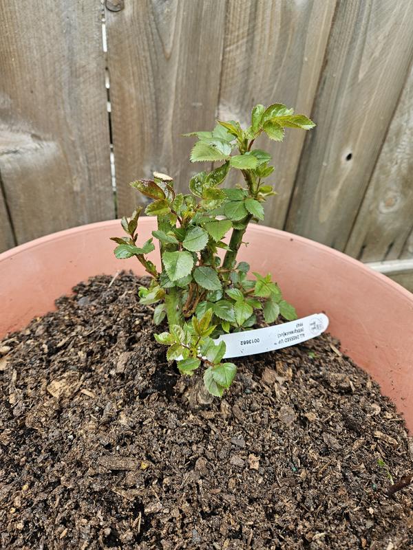 Spring Hill Nurseries Pink Flowering All Dressed Up Grandiflora Rose 1 ...