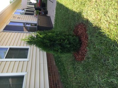 Shop Flowerwood Flowerwood 2-Pack Emerald Green Arborvitae Shrub ...