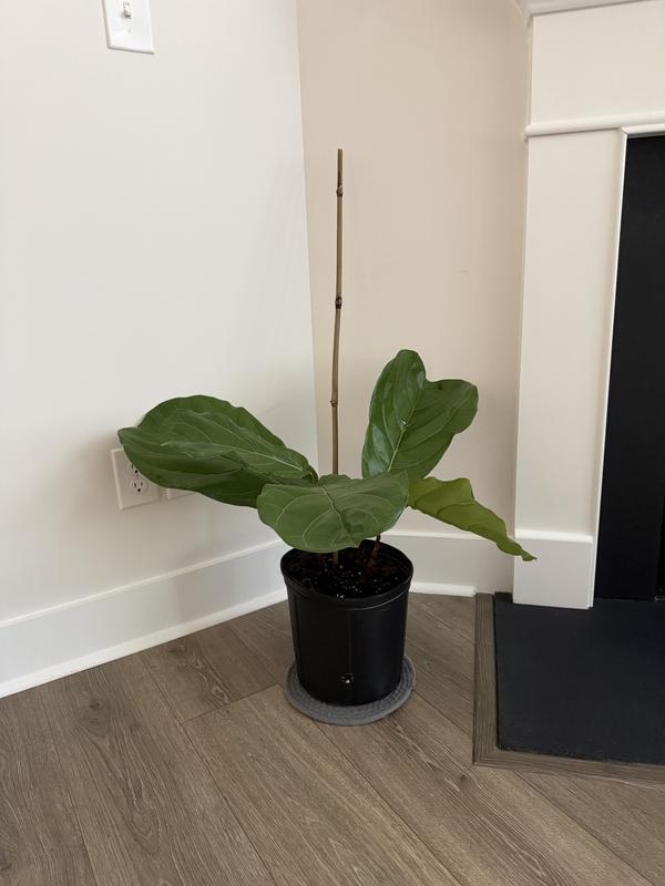 Costa Farms Fiddle Leaf Fig Ficus Lyrata Standard House Plant in 10-in Pot  CO.FL11.1.SG.BLK at Lowes.com