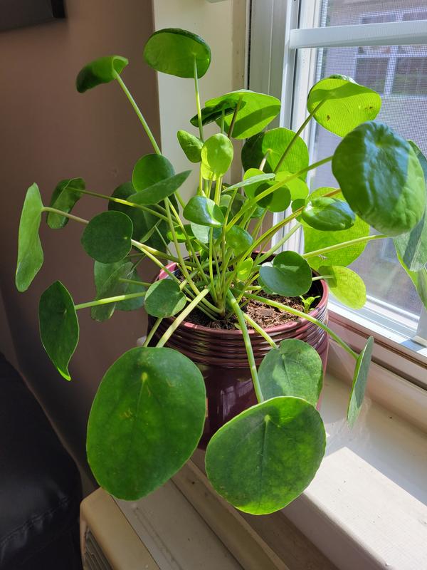 Costa Farms Chinese Money Plant in 6-in Ceramic Pot in the House Plants  department at Lowes.com