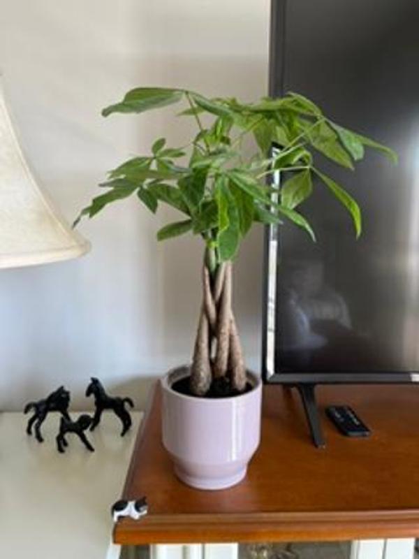 Costa Farms Specialty Pachira Money Tree House plant in 1.25 Pint(s)  Planter 1 -Pack in the House Plants department at Lowes.com