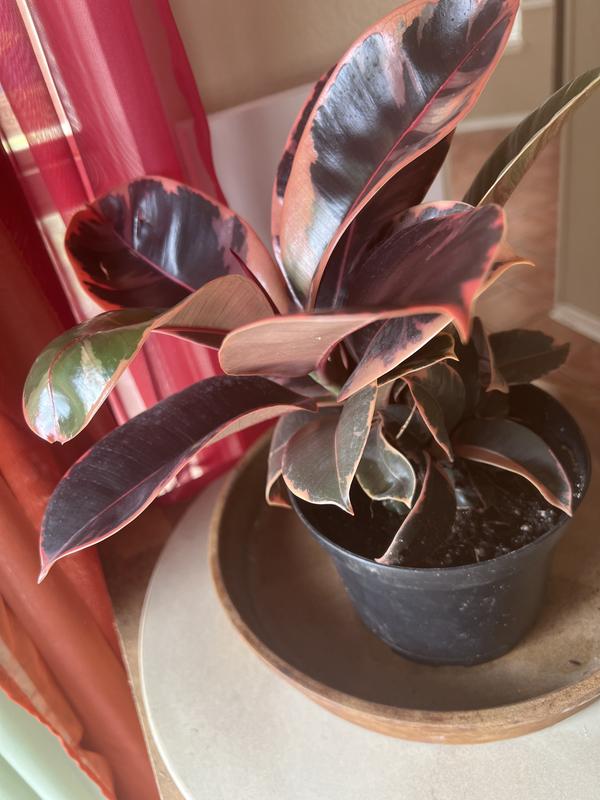 eucalyptus plant seeds Eucalyptus Seeds - Silver Dollar | Bulk Flower Seeds main image 0