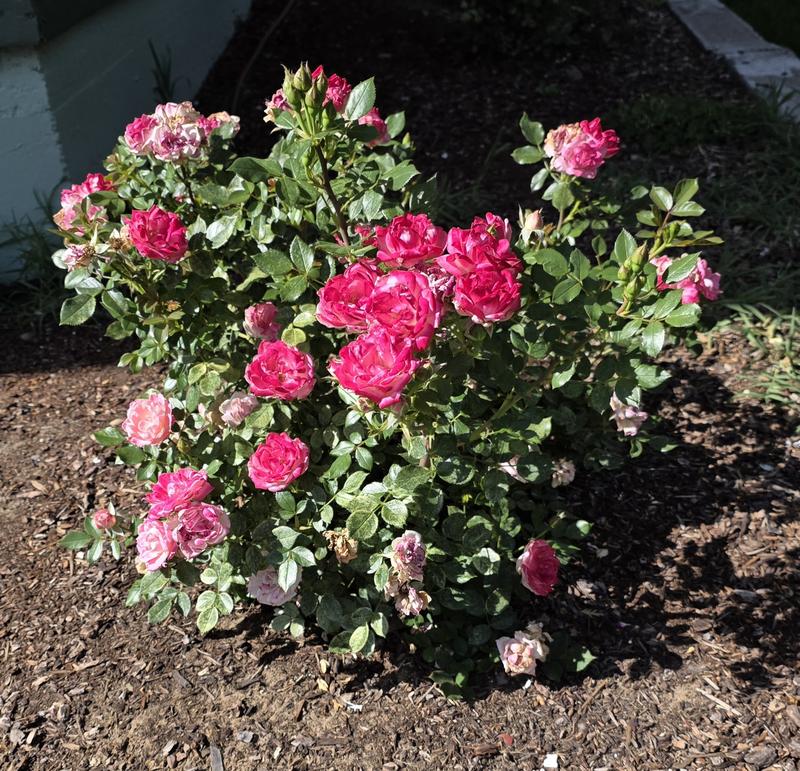 Lowe's 1.00-GAL ROSE SNBLZ BICOLOR MINI in the Roses department at ...