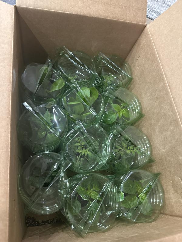 Bonnie Plants Jalapeno Pepper Pot Plant 2-Pack 202043 at Lowes.com