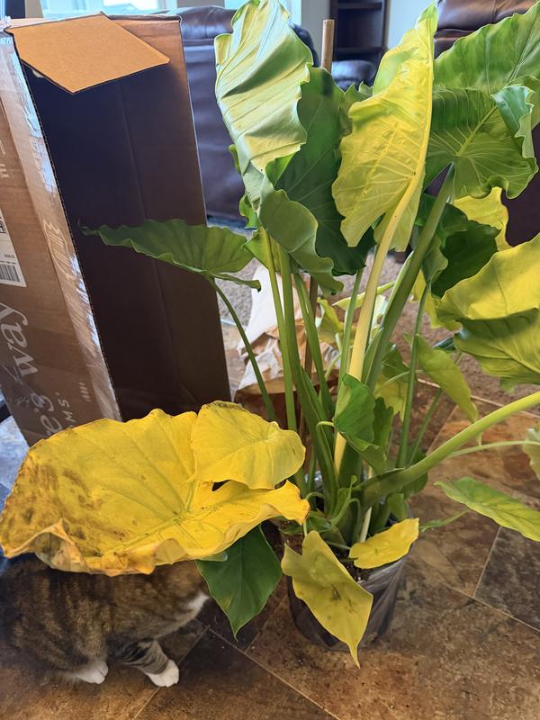 Nature's Way Farms Alocasia California Elephant Ear Plant House plant in 10  Inch(es) Pot 1 -Pack in the House Plants department at Lowes.com