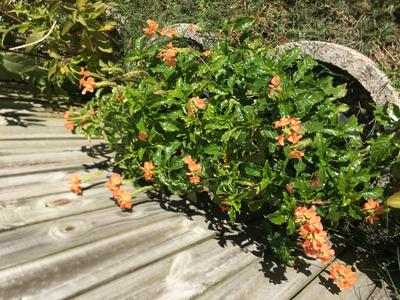 22+ Crossandra Plants For Sale