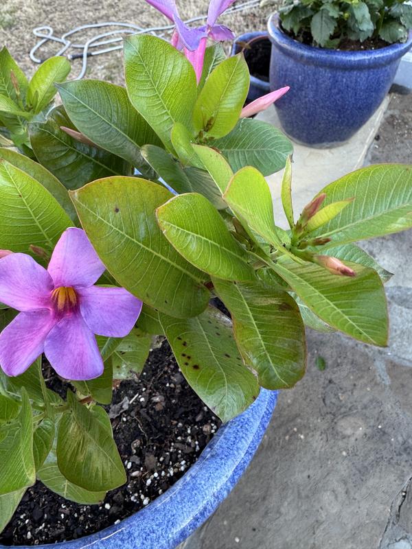 ナタリーレテ　MULTI PINK-BLUE SS ４枚 National Plant Network 4 Inch(es) Blue Mandevilla Bluephoria