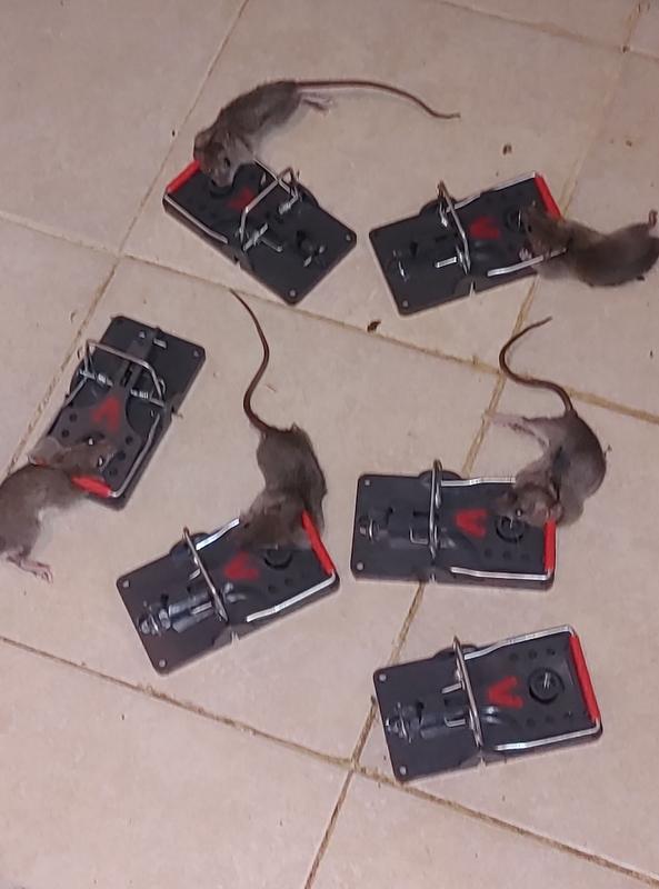 Victor® Power-Kill™ Rat Trap, Model CM144
