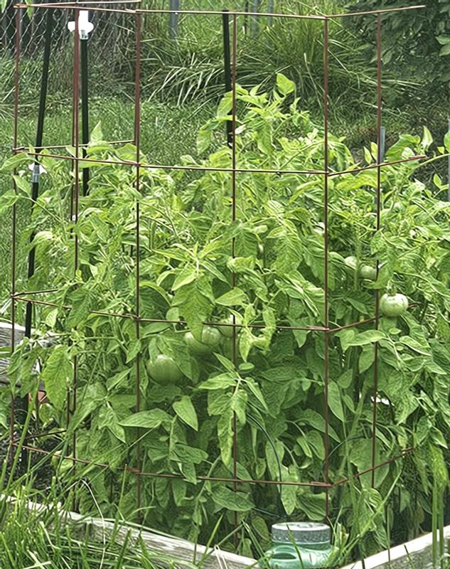 とまとコート 47-in Powder-coated Galvanized Steel Wire Square Tomato Cage