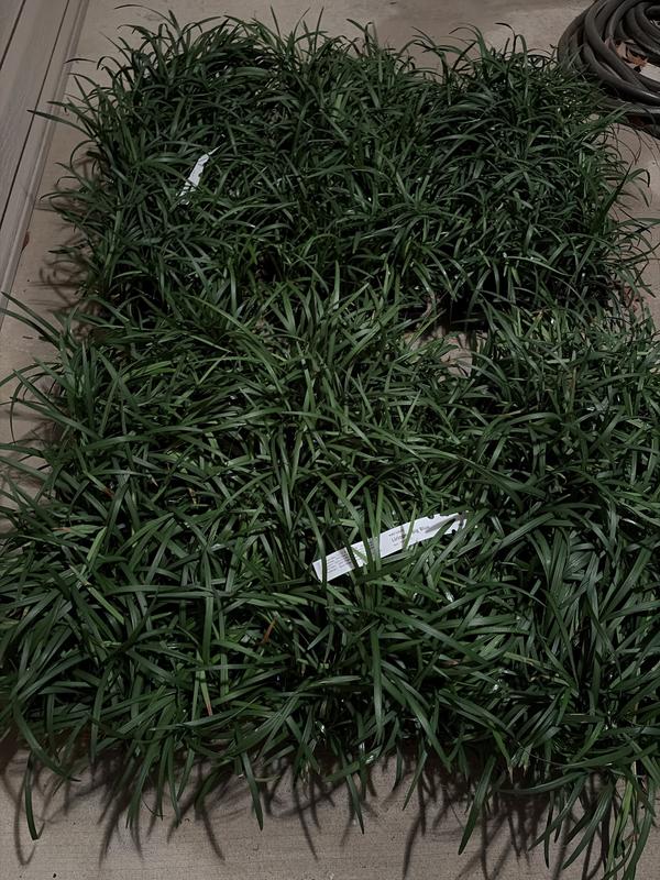 https://photos-us.bazaarvoice.com/photo/2/cGhvdG86bG93ZXM/2cfd60f7-3169-501d-8b82-ae8aef26c92e