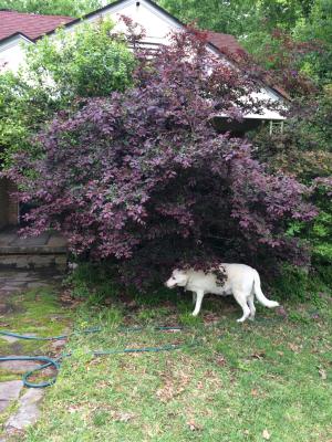 Loropetalum toxic 2024 to dogs