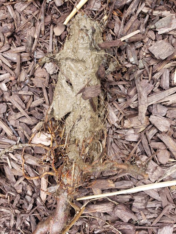 Gurney's Seed and Nursery Fruit Tree Crunch A Bunch Reachables Dwarf ...