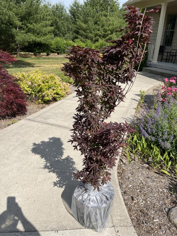 Southern Planters 5-Gallons Green Feature Twombly's Red Sentinel
