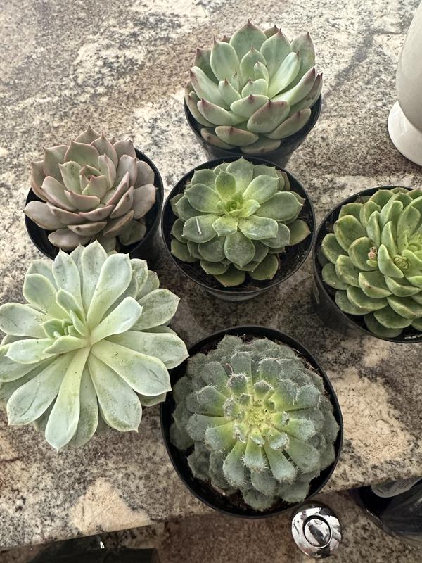 Altman Plants 3-Pack Echeveria Succulent in 11-oz Pot 0881005 at
