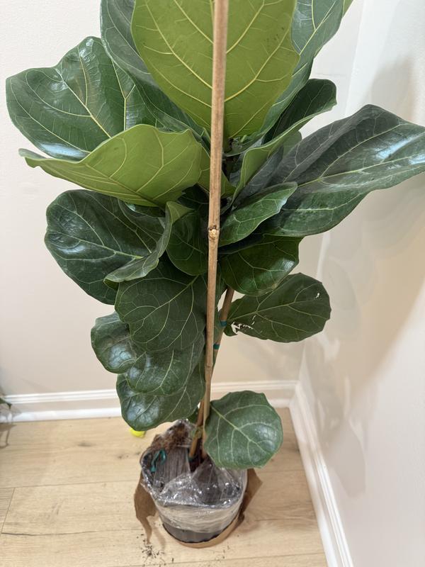 Costa Farms Fiddle Leaf Fig Ficus Lyrata Standard House Plant in 10-in ...