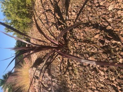 brazilian snake plant Snake Plant Zeylanica - Medium (16-17