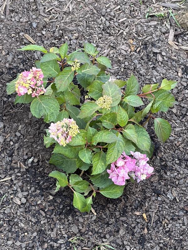 endless-summer-purple-bloomstruck-hydrangea-flowering-shrub-in-2-gallon