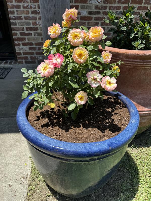 Altman Plants Orange True Bloom True Passion Rose 8-Quart in