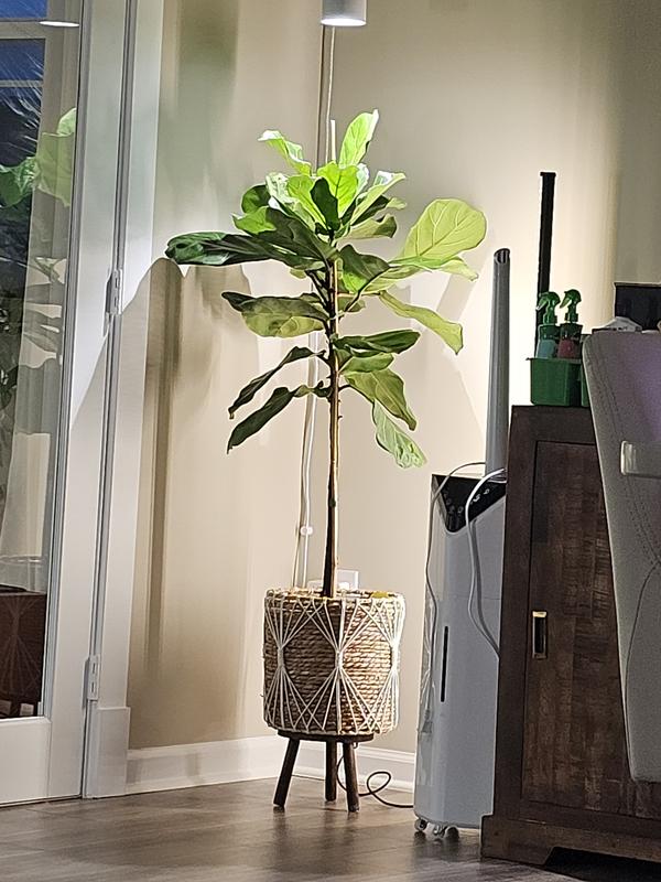 big pothos plant Pothos on Pole